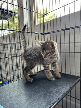 Fritter -  Domestic Short Hair Cat for Adoption in Newberg, Oregon - Fritter | PetCurious