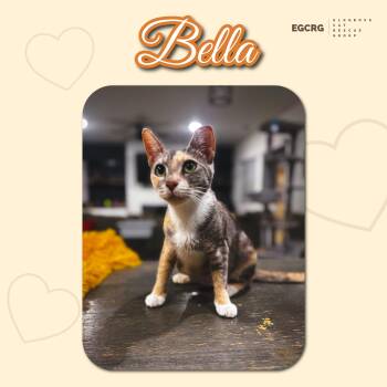 Rescue Dilute Calico Cats for Adoption in Elk Grove, California - Bella | PetCurious