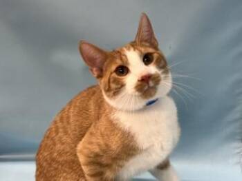 Levi -  Domestic Short Hair Cat for Adoption in Golden Valley, Minnesota - Levi | PetCurious
