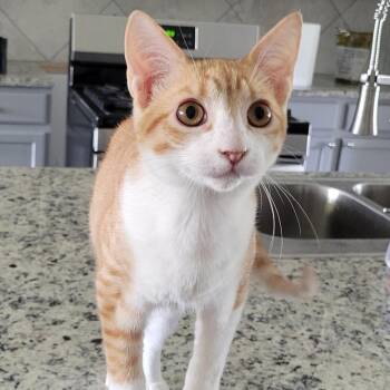 Domestic Short Hair Cats Available for Adoption - Monty | PetCurious