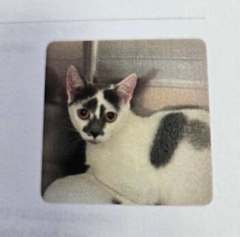 Toya -  Domestic Short Hair Cat for Adoption in Mount Airy, North Carolina - Toya | PetCurious