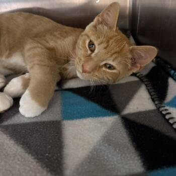 Oatmeal -  Domestic Short Hair Cat for Adoption in Knoxville, Tennessee - Oatmeal | PetCurious