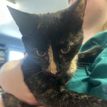 Domestic Short Hair Cats Available for Adoption in Ruckersville, Virginia - Calliope | PetCurious