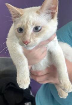 *Blaze* -  Domestic Short Hair Cat for Adoption in Salt Lake City, Utah - *Blaze* | PetCurious