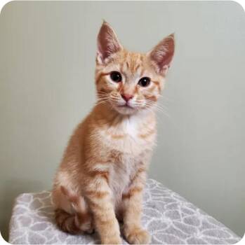 Chester -  Domestic Short Hair Cat for Adoption in Reeseville, Wisconsin - Chester | PetCurious