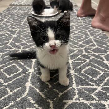 Oliver -  Domestic Short Hair Cat for Adoption in Sarasota, Florida - Oliver | PetCurious