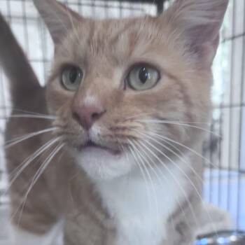 Agent -  Domestic Short Hair Cat for Adoption in Columbus, North Carolina - Agent | PetCurious