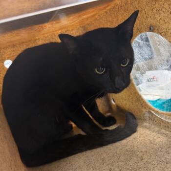 Zoroark -  Domestic Short Hair Cat for Adoption in Philadelphia, Pennsylvania - Zoroark | PetCurious