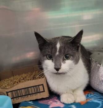 Domestic Short Hair and American Shorthair Cats Available for Adoption - Diamond | PetCurious