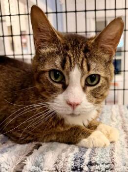 Domestic Short Hair Cats Available for Adoption in Allegan, Michigan - Monty (Monster) | PetCurious