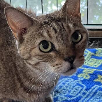 Tina -  Tabby Cat for Adoption in Parkland, Florida - Tina | PetCurious
