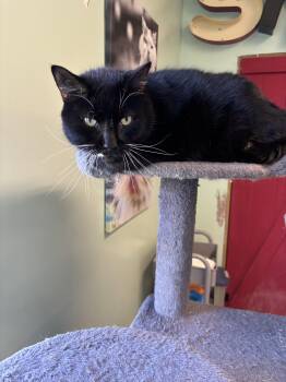 Rescue Domestic Short Hair Cats for Adoption in Franklin, Indiana - Eugene | PetCurious