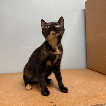 Domestic Short Hair Cats Available for Adoption in Titusville, Florida - Roxy | PetCurious