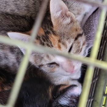 Domestic Short Hair Cats Available for Adoption in San Antonio, Texas - TILLY | PetCurious