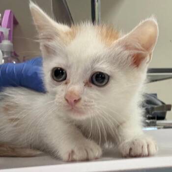Brian -  Domestic Short Hair Cat for Adoption in Lynchburg, Virginia - Brian | PetCurious