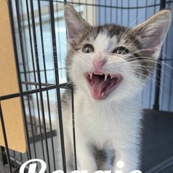 Reggie -  Domestic Short Hair Cat for Adoption in Manistee, Michigan - Reggie | PetCurious