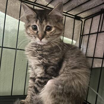Fatali -  Domestic Medium Hair Cat for Adoption in Richmond, Virginia - Fatali | PetCurious