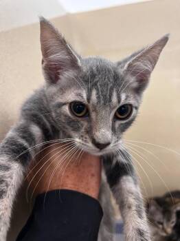 Domestic Short Hair Cats Available for Adoption in Gautier, Mississippi - Cinderblock | PetCurious