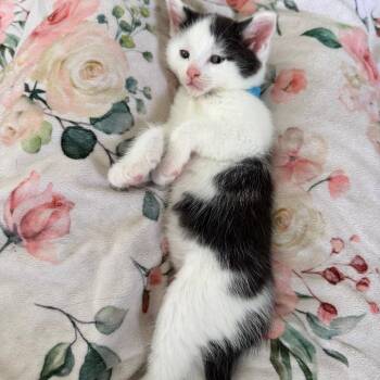 Fluffer Muffin -  Domestic Short Hair Cat for Adoption in Keizer, Oregon - Fluffer Muffin | PetCurious