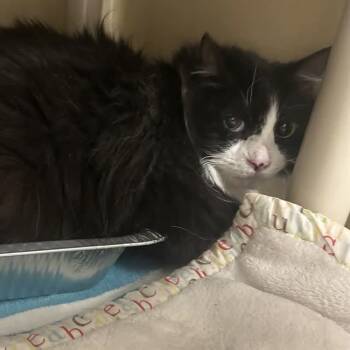 Luney -  Domestic Long Hair Cat for Adoption in Mooresville, North Carolina - Luney | PetCurious