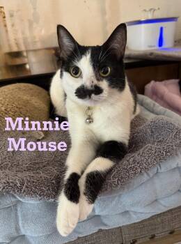 Rescue Tuxedo and American Shorthair Cats for Adoption - Minnie Mouse | PetCurious
