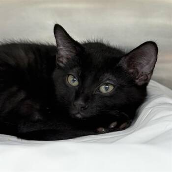 SUSHI -  Domestic Medium Hair Cat for Adoption in Las Vegas, Nevada - SUSHI | PetCurious