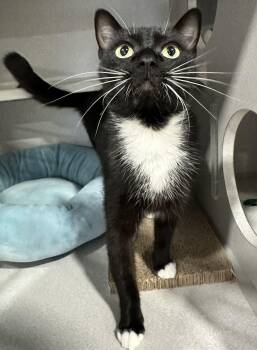 Melody -  Domestic Short Hair Cat for Adoption in Webster City, Iowa - Melody | PetCurious