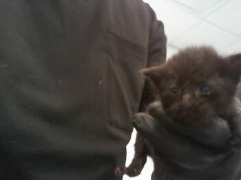 A1268386 -  Domestic Short Hair Cat for Adoption in Charlotte, North Carolina - A1268386 | PetCurious