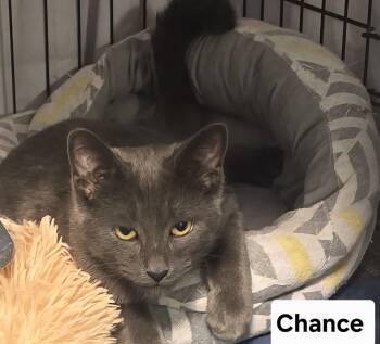 Rescue Domestic Short Hair Cats for Adoption in Fort Erie, Ontario - Chance | PetCurious