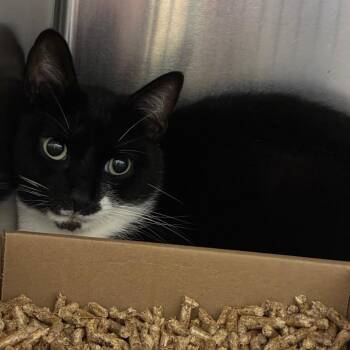 Anchor -  Domestic Short Hair Cat for Adoption in Philadelphia, Pennsylvania - Anchor | PetCurious