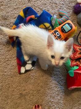 Sugar Sprinkles -  Siamese Cat for Adoption in San Antonio, Texas - Sugar Sprinkles | PetCurious