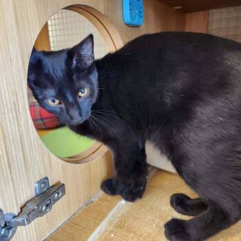 Gabardine 6879 -  Domestic Short Hair Cat for Adoption in Dallas, Texas - Gabardine 6879 | PetCurious