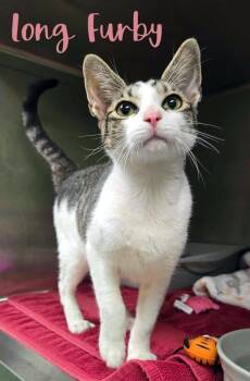Long Furby -  Domestic Short Hair Cat for Adoption in Blountville, Tennessee - Long Furby | PetCurious