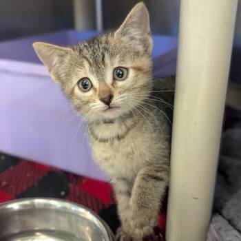 Lala Houston -  Domestic Short Hair Cat for Adoption in Denver, Colorado - Lala Houston | PetCurious