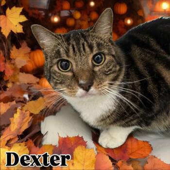 Rescue Domestic Short Hair Cats for Adoption in Central Islip, New York - Dexter Tag #987 | PetCurious