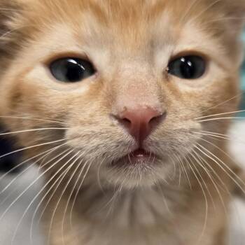 Domestic Short Hair Cats Available for Adoption in Desert Hot Springs, California - Tigger | PetCurious