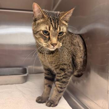 Diesel -  Domestic Short Hair and Mixed Breed Cat for Adoption in Indianapolis, Indiana - Diesel | PetCurious