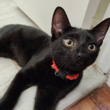 Rescue Domestic Long Hair Cats for Adoption in Merrifield, Virginia - Ragnar Berkeley (Sapphire Kitten) | PetCurious