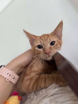 Carl -  Domestic Short Hair Cat for Adoption - Carl | PetCurious