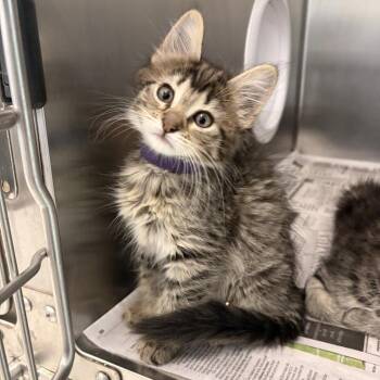 Newt -  Domestic Long Hair Cat for Adoption in Marshall, Virginia - Newt | PetCurious