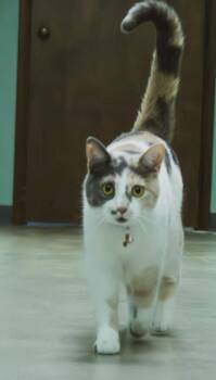 Rescue Domestic Short Hair Cats for Adoption in Archbold, Ohio - Molly | PetCurious