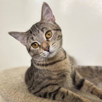 Stock -  Domestic Short Hair Cat for Adoption in Chicago, Illinois - Stock | PetCurious