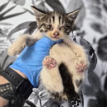 Domestic Short Hair Cats Available for Adoption in Wahiawa, Hawaii - French Fry | PetCurious
