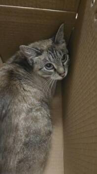 Domestic Short Hair Cats Available for Adoption in Wichita, Kansas - Betty Boo | PetCurious