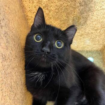 Sylph -  Domestic Short Hair Cat for Adoption in Lyndhurst, Virginia - Sylph | PetCurious