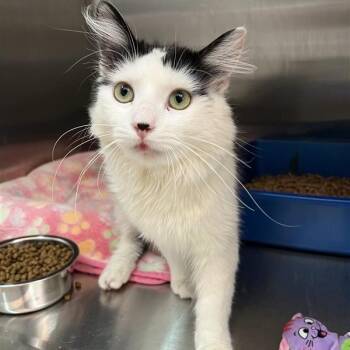Mango -  Domestic Medium Hair Cat for Adoption in Las Vegas, Nevada - Mango | PetCurious