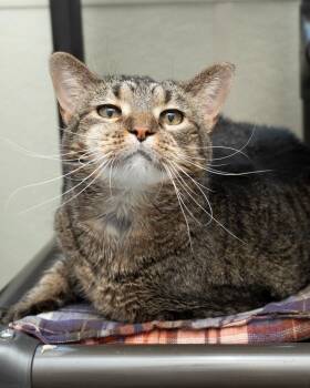 Tigger -  Domestic Short Hair Cat for Adoption in Boone, Iowa - Tigger | PetCurious