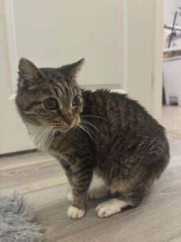 Domestic Short Hair Cats Available for Adoption in Wilmington Island, Georgia - Stevie Whiskers | PetCurious