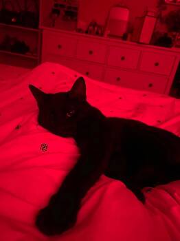 Panda (Courtesy Post) -  Domestic Short Hair and Russian Blue Cat for Adoption in San Jose, California - Panda (Courtesy Post) | PetCurious