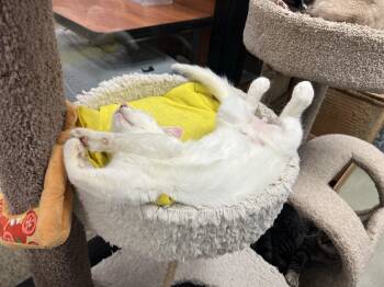 Rescue Domestic Short Hair Cats for Adoption in Palmetto, Florida - Blizzard | PetCurious